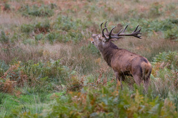 Naklejka na ściany i meble Red Deer (Cervus elaphus) during the rutting season