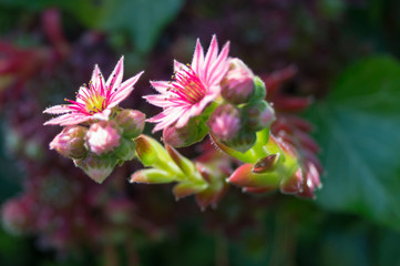 Sempervivum - Hauswurz Blüte 

