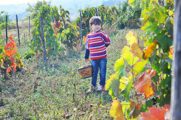 Happy child taking grapes from vine and put it in basket. Boy eating grapes in vineyard