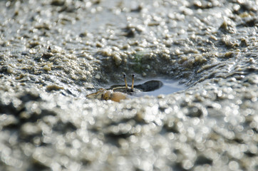 fiddler crab in mangrove forest 