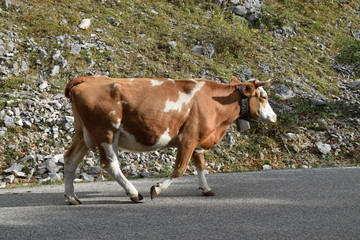 cow on the road