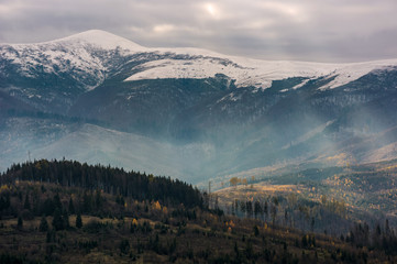Fototapeta na wymiar mountain with snowy top over the hill with forest. lovely late autumn scenery with light beams striking through overcast sky