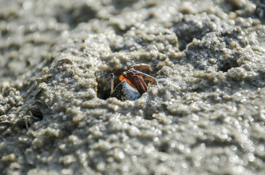 fiddler crab in mangrove forest 