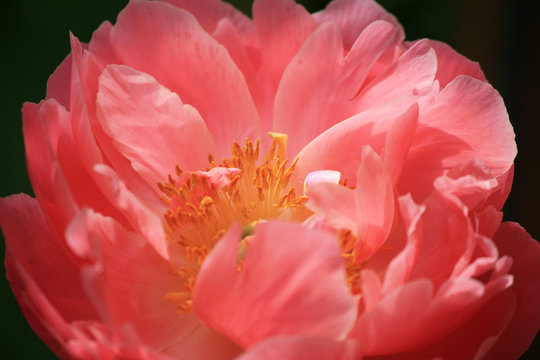 Rosa Paeonienbl&uuml;te