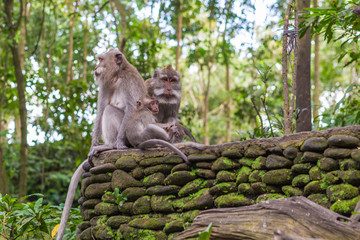 Ubud Monkey Forest. Bali, Indonesia.