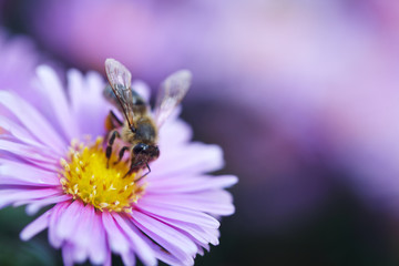 Bee harvesting pollen from blue flower