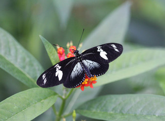 Sara longwing butterfly (Heliconius sara)