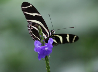 Obraz na płótnie Canvas zebra longwing butterfly (Heliconius charithonia)