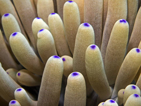 Sea anemone tentacle, Tentakeln einer Anemone