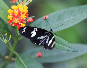 Sara longwing butterfly (Heliconius sara)