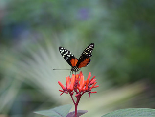 Fototapeta premium tiger longwing butterfly (Heliconius hecale)