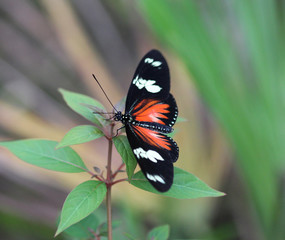 Fototapeta na wymiar doris longwing butterfly (Laparus doris)