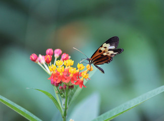 tiger longwing butterfly (Heliconius hecale)