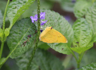 orange barred sulphur butterfly (Phoebis philea) © Michael Meijer