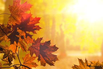 romantische Herbststimmung mit bunten Blättern und hellem Sonnenschein