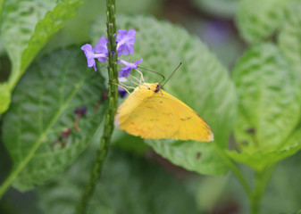 orange barred sulphur butterfly (Phoebis philea)