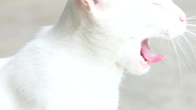 Cat likes to play.video 4k