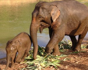 Fototapeta na wymiar Mother elephant with baby elephant at Nam Khan River in Laos