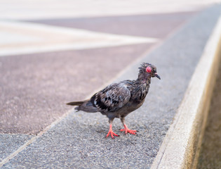 Sick pigeon bird symptoms, red eyes closed. Very sick injured pigeon or dove walking suspiciously in on road in morning time. Walking street road in Bangkok, Thailand.- Selective focus.