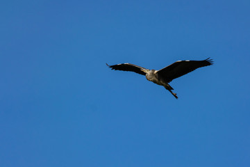 Grey heron in flight