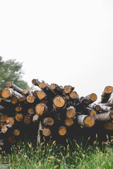 Pile of logs. Countryside logs in a field