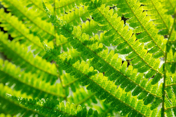 Macro of green fern leaves