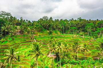Fototapeta na wymiar Rice terraces. Bali, Indonesia.