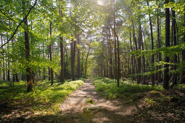 path in german forest