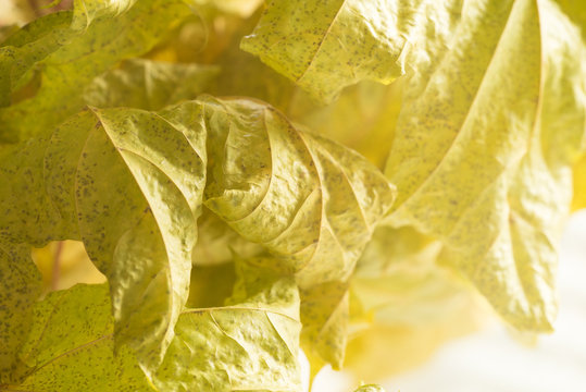 Wilting Leaves. Close-up With Blur And Sunlight.