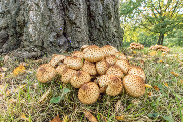 pilze