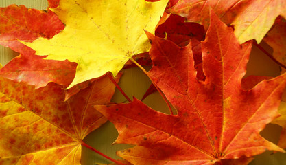 Naklejka na ściany i meble Colorful autumn maple leaves on table