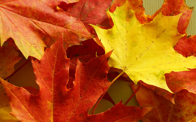 Colorful autumn maple leaves on table