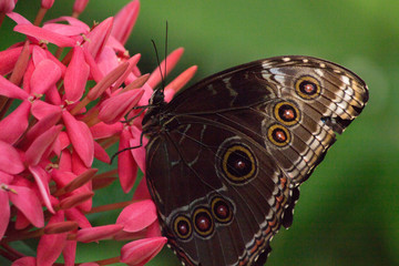 Buckeye bullseye Butterfly on pink flowers