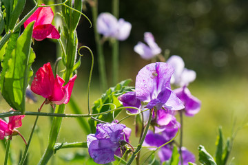 Bunte Duftwicken