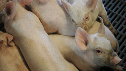 Group of piglets laying inside a pan.