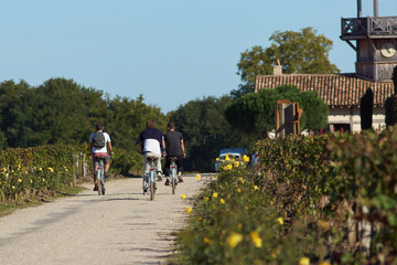 Fototapeta na wymiar Cyclistes dans le vignoble bordelais, Nouvelle-Aquitaine, Gironde, France