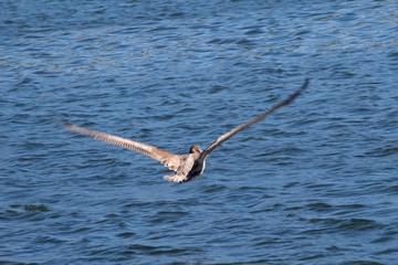 Fototapeta na wymiar Pelican in flight wings spread over ocean 