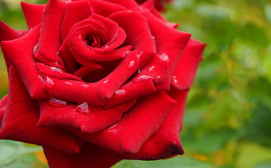 Red rose with water drops in the garden.