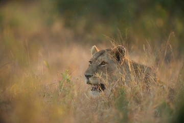 Lion