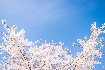 Beautiful cherry blossom in Washington DC, United States of America