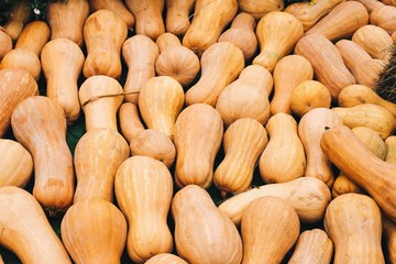Orange squash harvest