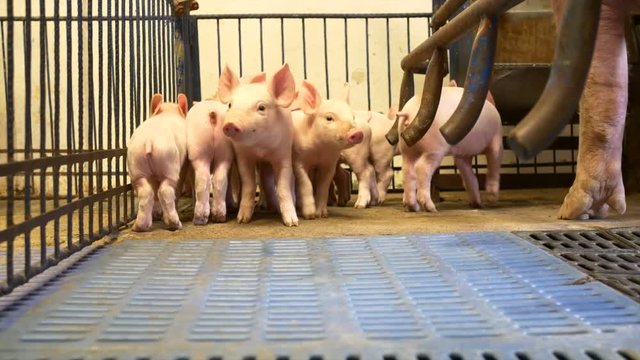 Group of piglets in pigpen