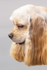 American Cocker Spaniyel