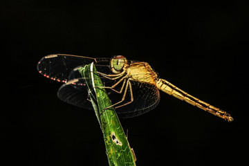 macro photo of dragonfly on the leaf