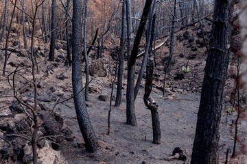 Italy, Ercolano, Volcano Vesuvius,