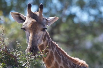 Naklejka premium Giraffe