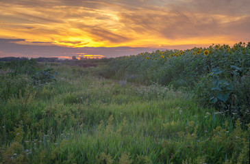 field with sunflowers at sunset summer evening