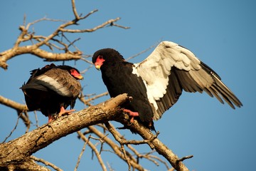 Bateleur birds