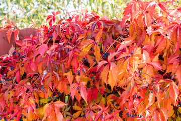 Red and brown autumn leaves growing on fence