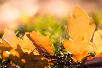 Autumn leaves of oak tree on the ground